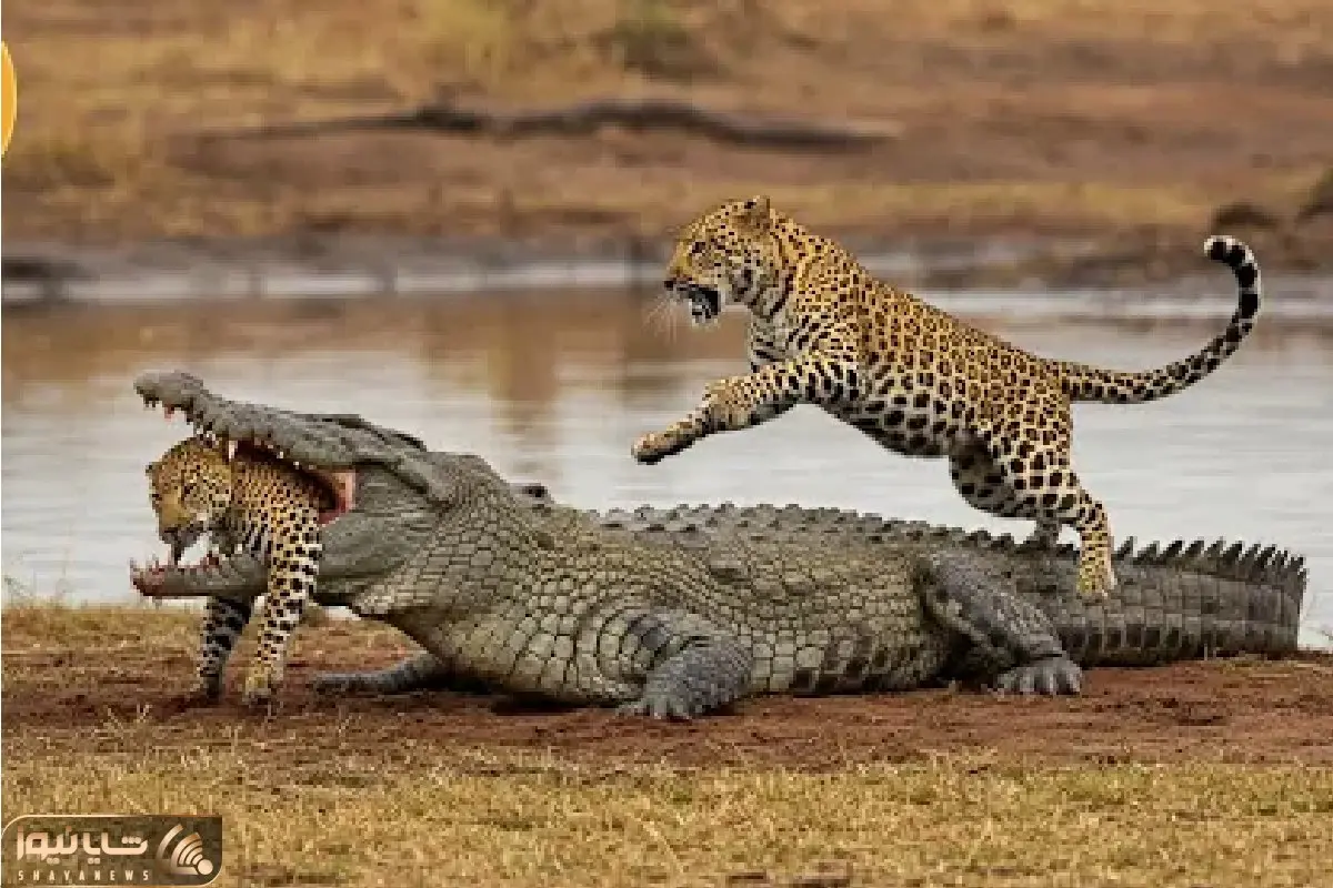 مستند حیات وحش / پلنگ خود شاخ پنداری تمساح برنتابید زد به آب چپاولش کرد