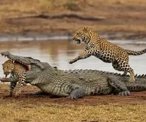 مستند حیات وحش / پلنگ خود شاخ پنداری تمساح برنتابید زد به آب چپاولش کرد