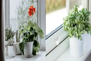 بهترین جای آپارتمان برای رشد گیاهان / پنجره شرق یا غرب؟ راز نور مناسب برای گل ها