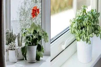 بهترین جای آپارتمان برای رشد گیاهان / پنجره شرق یا غرب؟ راز نور مناسب برای گل ها