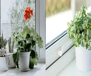 بهترین جای آپارتمان برای رشد گیاهان / پنجره شرق یا غرب؟ راز نور مناسب برای گل ها