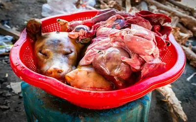 کباب سگ / آماده سازی کله پاچه سگ در حال کباب شدن برای سود آوری