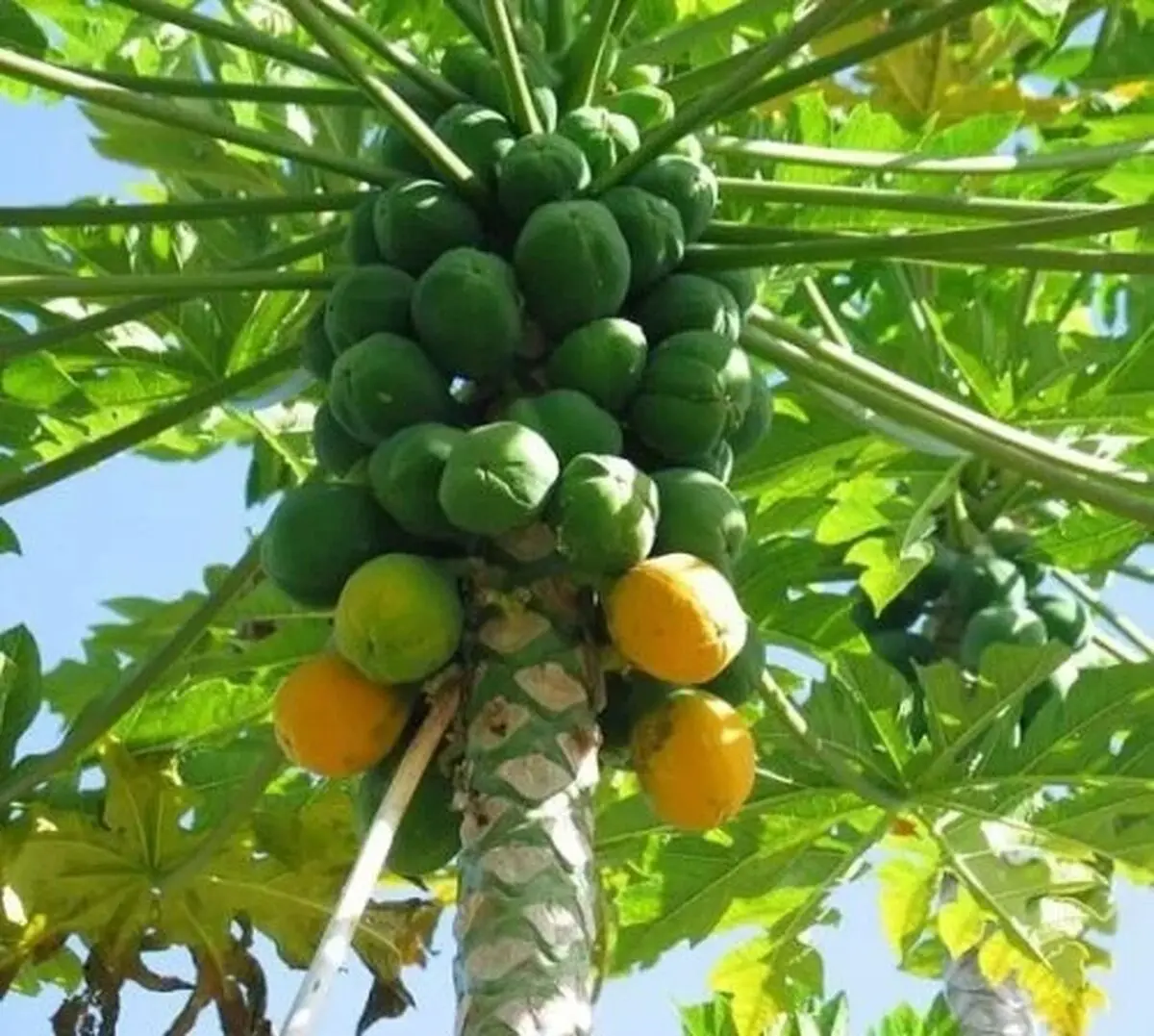پاپایا