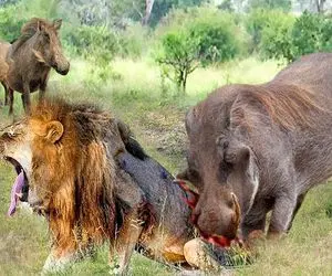 شاهکار حیات وحش؛ گراز سفاک رون شیر زنده رو به نیش کشید خون فواره زده رو نوشید