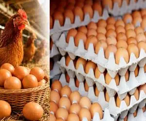 قیمت تخم مرغ امروز سه شنبه 16 تیر 1405؛ علت ارزانی چیست؟ + جدول