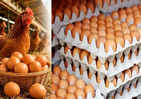 قیمت تخم مرغ امروز سه شنبه 16 تیر 1405؛ علت ارزانی چیست؟ + جدول
