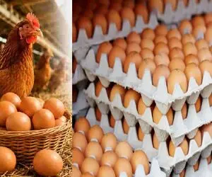 قیمت تخم مرغ امروز سه شنبه 16 تیر 1405؛ علت ارزانی چیست؟ + جدول