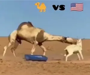 جذابیت حیات وحش/ الاغ دیووانه پای شتر کرد تو حلقش و پایانش نوشته شد