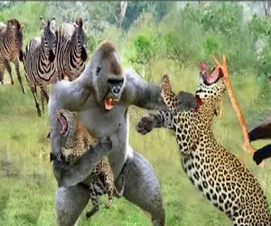 شاهکار حیات وحش؛ نبرد خلاقانه میمون با پلنگ که منجر به پیروزی شد