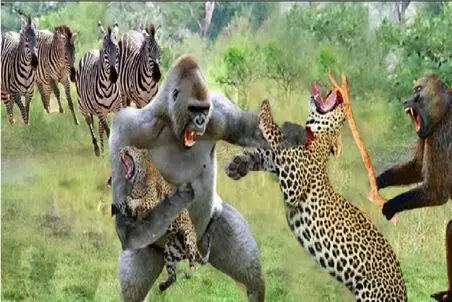شاهکار حیات وحش؛ نبرد خلاقانه میمون با پلنگ که منجر به پیروزی شد