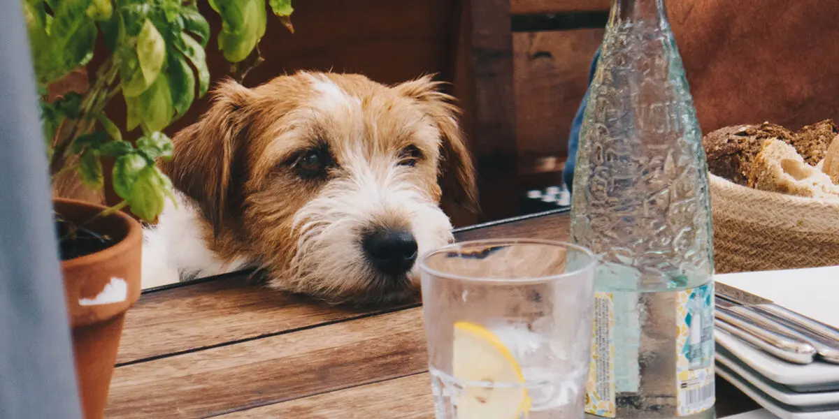 TWE-DogFriendlyCafes-01