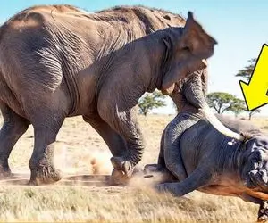 شاهکار حیات وحش؛ فیل سفاک عاجشو فرو کرد تو گردن اسب آبی چون به برکش نزدیک شد