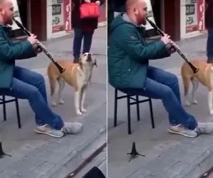  آواز خیابانی؛ نوازنده با همخوانی سگ چه بندی راه انداختن همه محو تحریر صدای سگ شدن