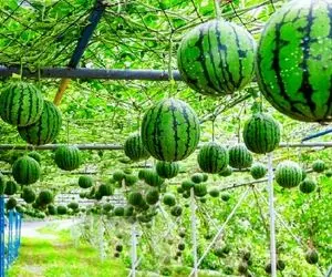 کشاورزی نوین؛ تو ژاپن هندوانه رو پشت نیسان نمیفروشن حسابی صیقل میدن کادو پیچ میفروشن