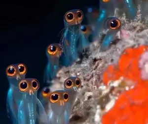 طنز حیات وحش/جغد ماهی های بامزه با چشمای ورقلمبیده