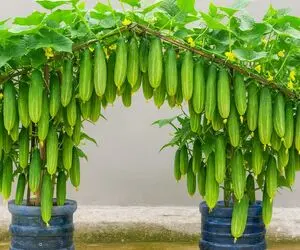 کاشت و برداشت خانگی؛ کاشت خیار تو سطل پلاستیکی روشی خلاقانه و کاربردی