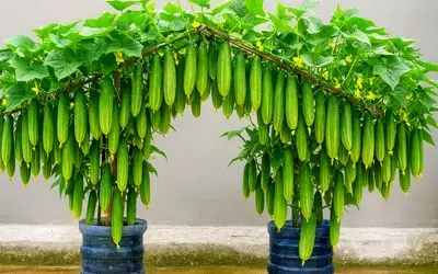 کاشت و برداشت خانگی؛ کاشت خیار تو سطل پلاستیکی روشی خلاقانه و کاربردی