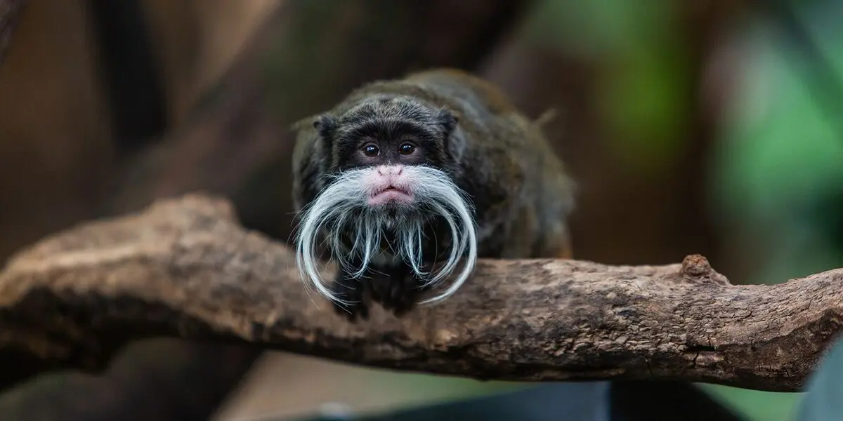 emperor-tamarin-002-649a2647