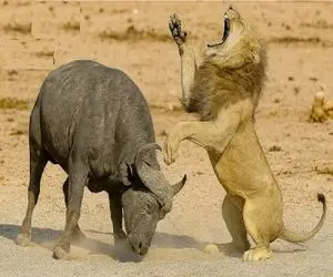 مستند حیات وحش / نبرد سهمگین شیر و بوفالو آبرویی برایش باقی نذاشت