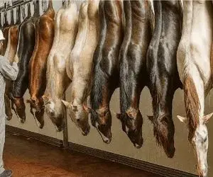 فرآوری اسب؛ اسب نه وسیله سواره نه قهرمان مسابقه فقط گوشت باکلاسه نجیب زادهاس