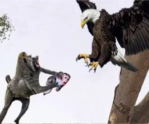 مستند حیات وحش؛ عقاب عین بلای آسمونی زارتی میخوره وسط زندگی میمون و بچش