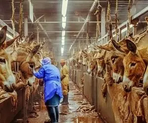 فراوری الاغ؛ کلی خر رو پرورش میدن هم ماده هم نر از یکی شیر میگیرن از یکی گوشت کبابی