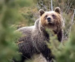 راز بقا؛ خرس گریزلی حوصله‌اش سر رفت و حمله کرد به عوامل فیلمبرداری ویدیو تبلیغاتی