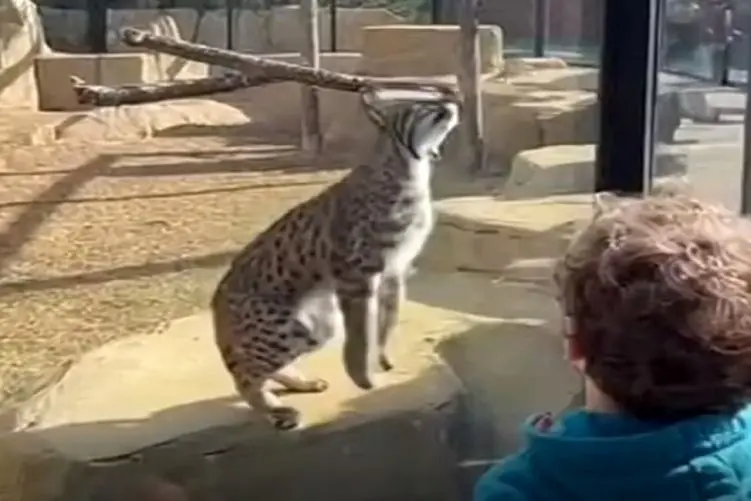 معماری طبیعت؛ پلنگ تو باغ وحش مردمو به اشهد خوندن انداخت