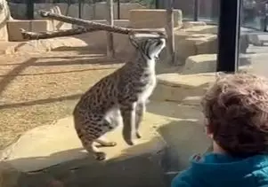 معماری طبیعت؛ پلنگ تو باغ وحش مردمو به اشهد خوندن انداخت