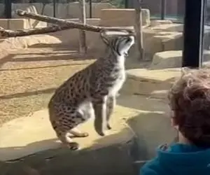 معماری طبیعت؛ پلنگ تو باغ وحش مردمو به اشهد خوندن انداخت