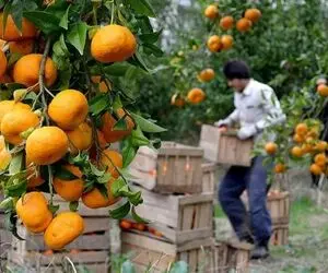 آخرین قیمت‌ میوه در تره‌بار تهران؛ گرانی مرکبات در راه است؟