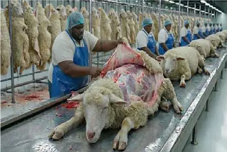 فرآوری گوسفند؛ پوست از تن گوسفند میکنن که لباس تن خودشون کنن