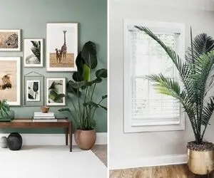 گیاه های همیشه سبز / چهار فصل سال رو مهمون طبیعت باش گوشه ی خونت با این سبزای قشنگ