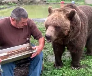 بدایع حیات وحش؛ آقای هیکل آرنولدی رفت بغل خرس راحت گرفت خوابید و گریزلی هم ماساژ میده