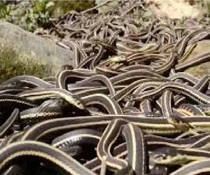 مستند حیات وحش؛ دره مار جایی که آفتاب پرست سبک سر باید از شر هزاران مار فرار کند