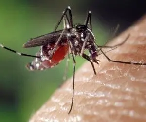  پشه "ائدس" در ۱۰۰ کیلومتری مرز ایران