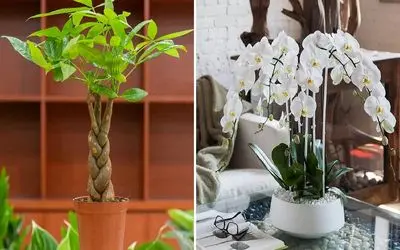 گیاهان آپارتمانی که خوش شانسی میارن / خوشگلای خوش یمنی که خوشبختی رو مهمون خونت میکنن