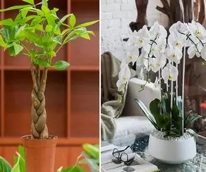 گیاهان آپارتمانی که خوش شانسی میارن / خوشگلای خوش یمنی که خوشبختی رو مهمون خونت میکنن