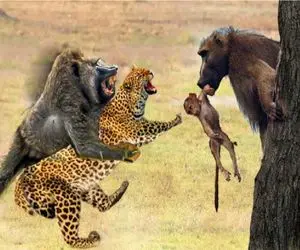 بدایع حیات وحش؛ مقاومت شدید بابون مقابل پلنگ مسبب مرگ شد