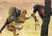 بدایع حیات وحش؛ مقاومت شدید بابون مقابل پلنگ مسبب مرگ شد