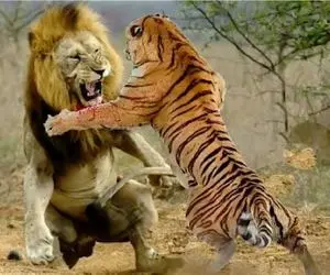 مستند حیات وحش؛ جدال ببر و شیر برای اثبات پادشاهی