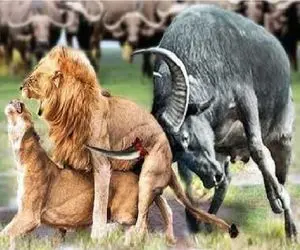 مستند حیات وحش؛ شیرا دیدن جنگ داخلی فایده نداره افتادن به جون بوفالو بخت برگشته