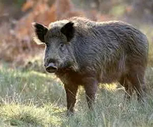 (ویدیو) حمله وحشتناک گراز‌های وحشی به یک زن!