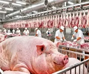 فرآوری خوک؛ خوک لجن قلمبه رو میبره کارواش چرخ میکنه سوسیس پلمپ تحویل میگیره