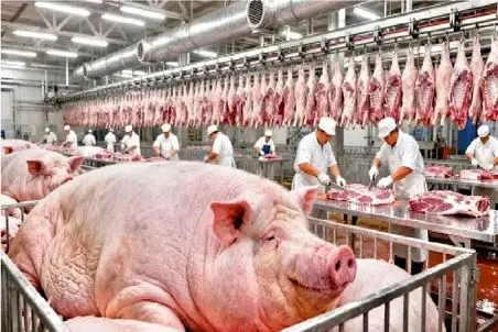 فرآوری خوک؛ خوک لجن قلمبه رو میبره کارواش چرخ میکنه سوسیس پلمپ تحویل میگیره