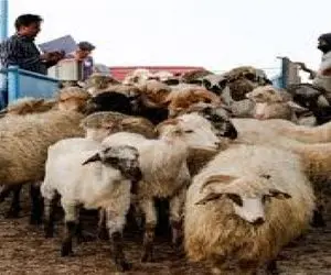 قیمت دام زنده امروز ۲۶ بهمن 1404 + جدول