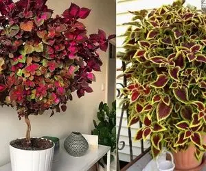 چرا برگ های حسن یوسف پژمرده و بی حال میشن؟ + راه کار های درمان این نوستالژی خوووشگل