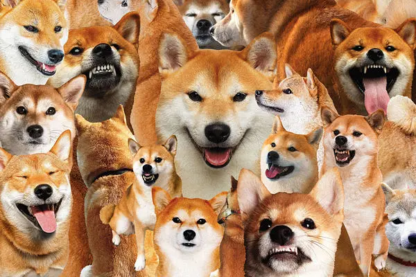 SHIBAINU