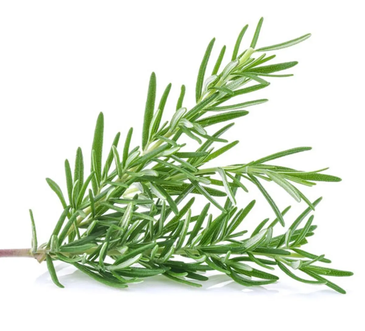 Rosemary-sprig-7d96e10