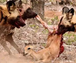 مستند حیات‌وحش؛ ایمپالا با نیت مفت‌خوری میاد، سگ های وحشی بساطشو جمع می‌کننه